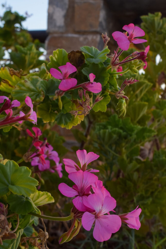 Villa Maniati in Andros Outdoors 074