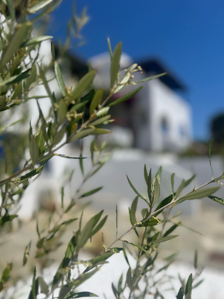 Villa Maniati in Andros Outdoors 096